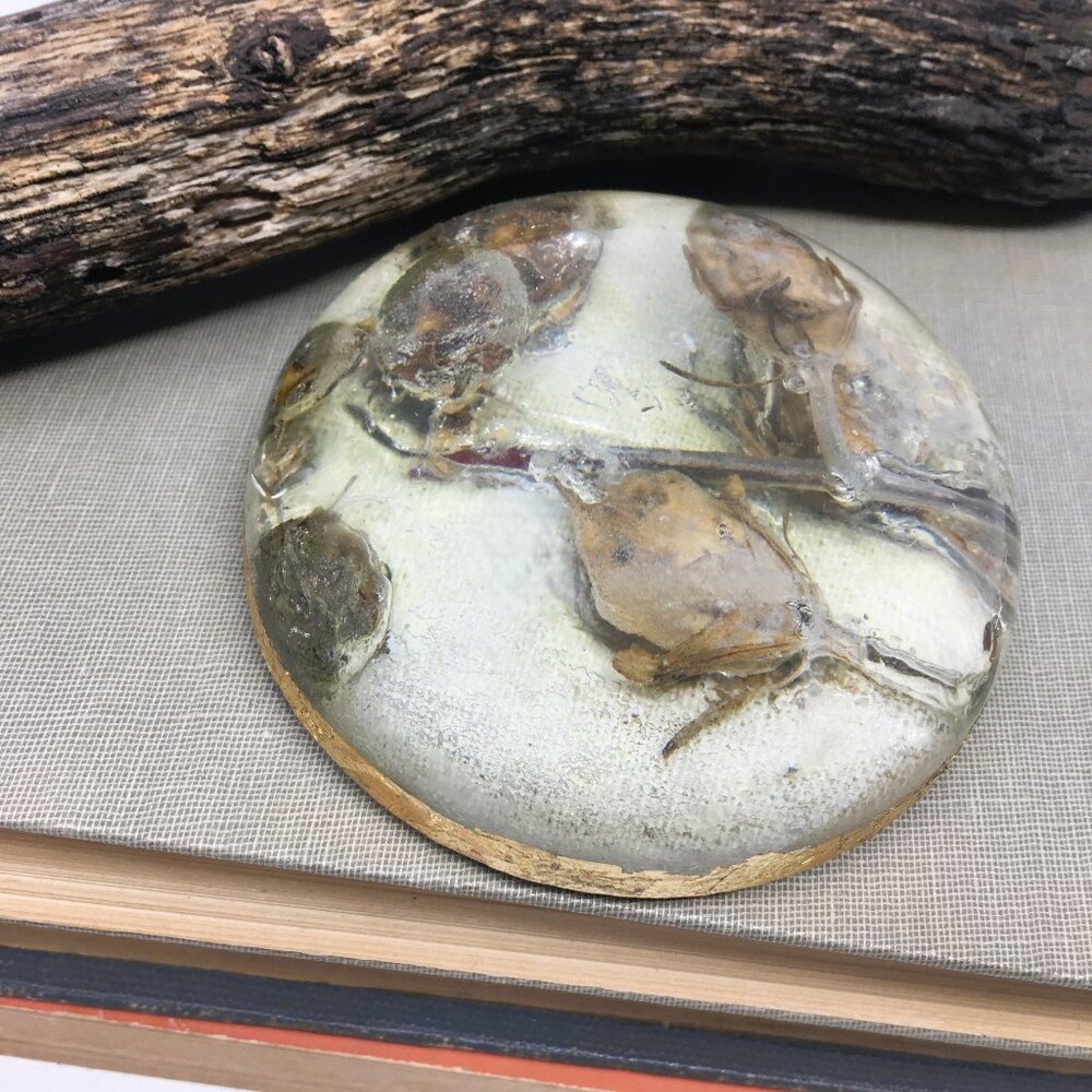 Handmade Resin Gold Edge Paperweight Round Botanical Rose of Sharon Specimen